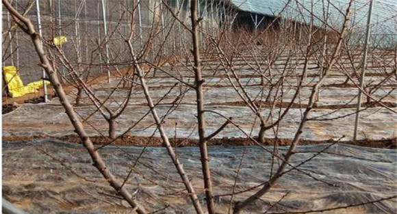 保护地桃树的定植方法