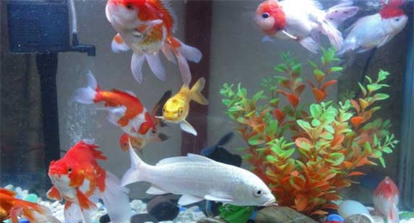 金鱼肠炎病怎么治