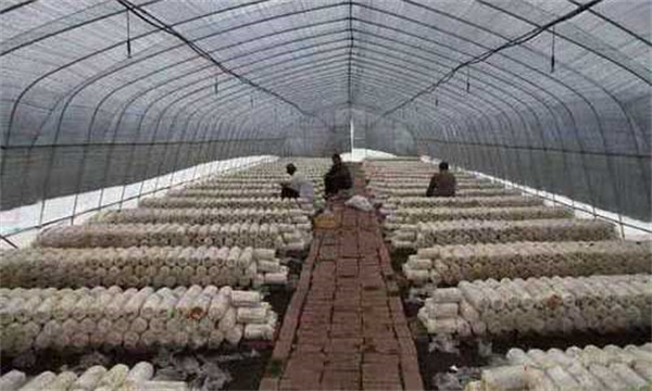 栽培蘑菇对大棚有什么要求