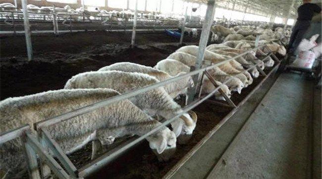 羊主要吃什么饲料、牧草