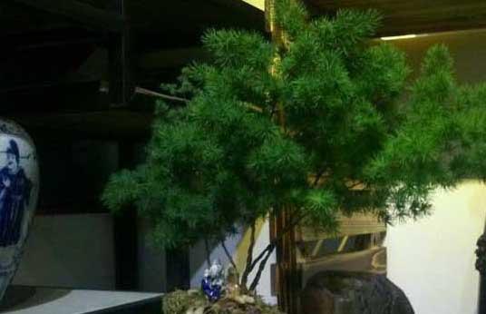 蓬莱松的栽培技术