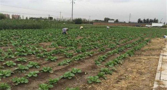 大白菜的间苗、除草