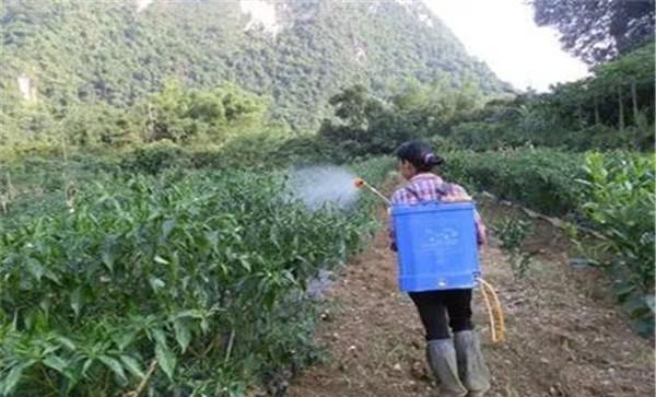 多效唑使用注意事项