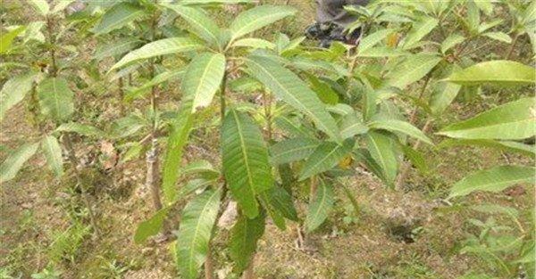 芒果的土壤管理
