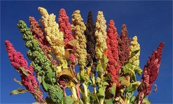 藜麦播种方法