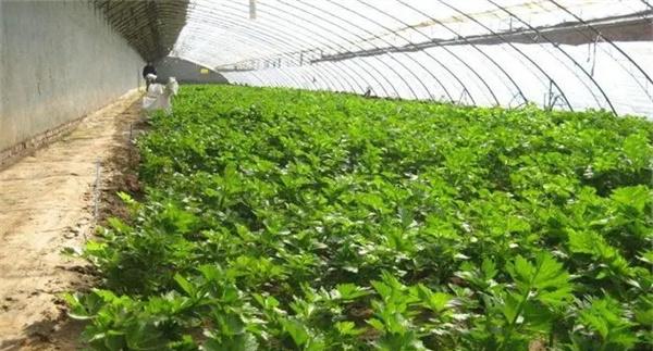 秋季大棚蔬菜冲施鸡粪要谨慎
