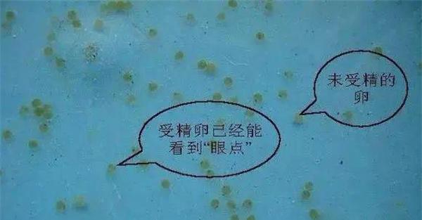 翘嘴红鲌受精卵的孵化