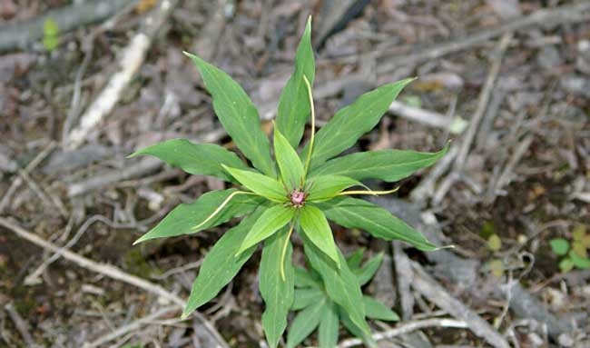 重楼的种植条件