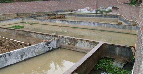 养鳖池要分级建造