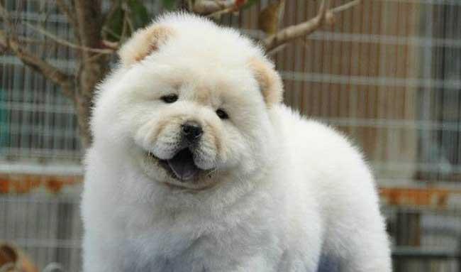 犬饲养管理技术