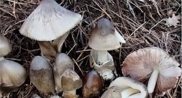 草菇生长在什么地方