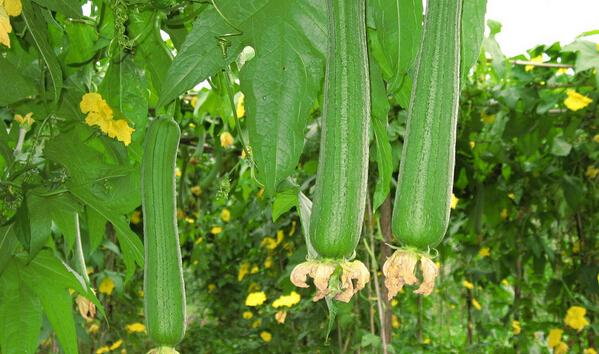 丝瓜种植方法