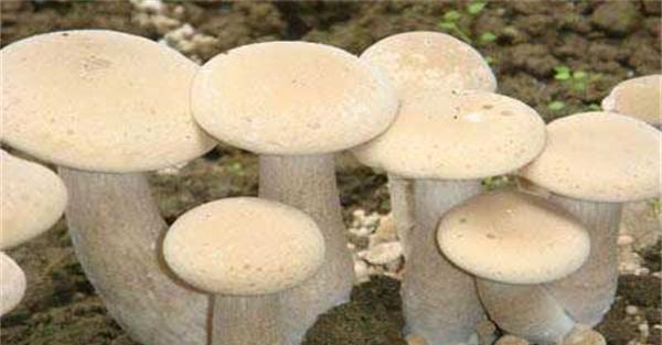 腐生类型食用菌