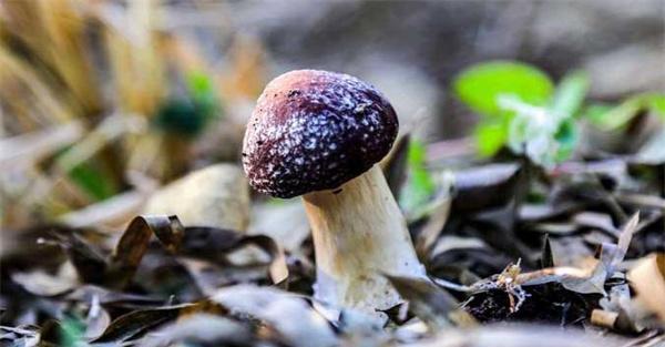 共生类型食用菌