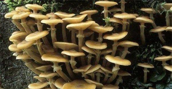 寄生类型食用菌