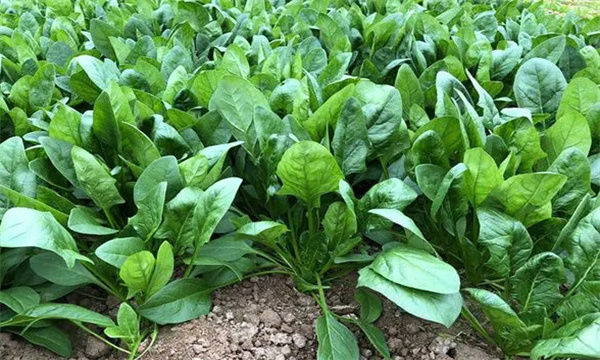 夏菠菜栽培有哪些技术要点