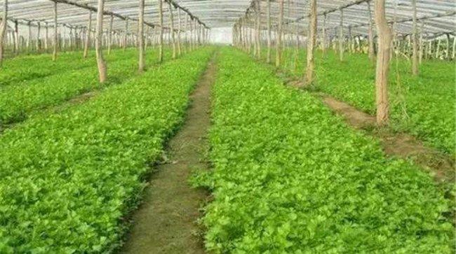芹菜的播种时间与方法