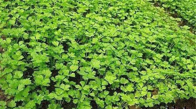 芹菜播种后一般几天出苗