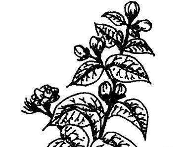 茉莉花的功效与作用