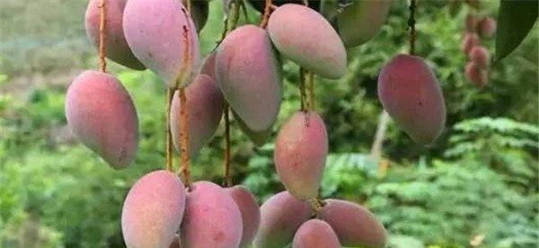 芒果的采摘方法