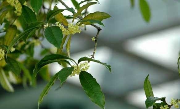 桂花养殖方法