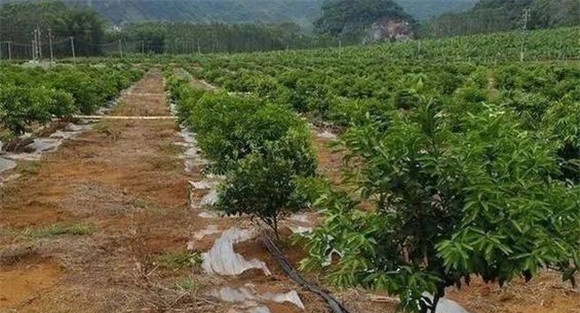 柑橘的土、肥、水管理