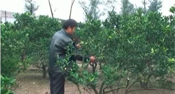 柑橘的整形修剪要求