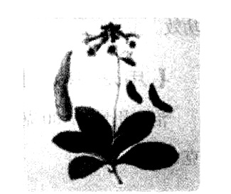 山药的吃法举例