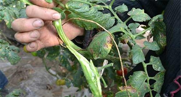 番茄枯萎病怎么治疗 番茄枯萎病防治方法