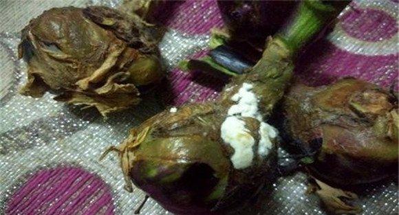 茄子烂果的原因