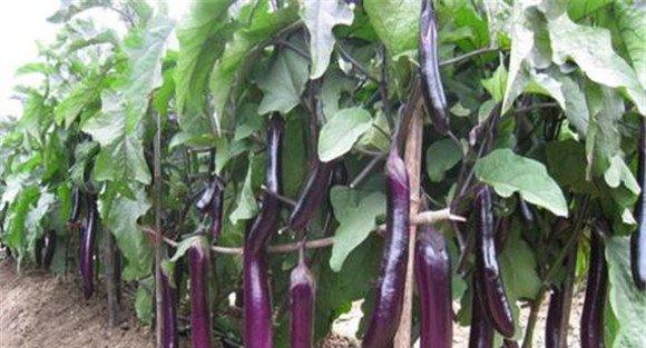茄子烂果的防治方法