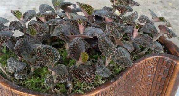 金线莲的种植方法