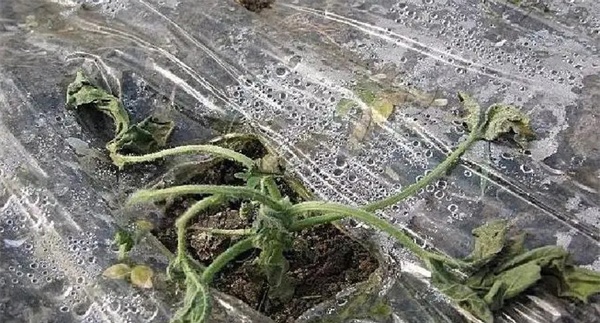 蔬菜立枯病用什么药最好