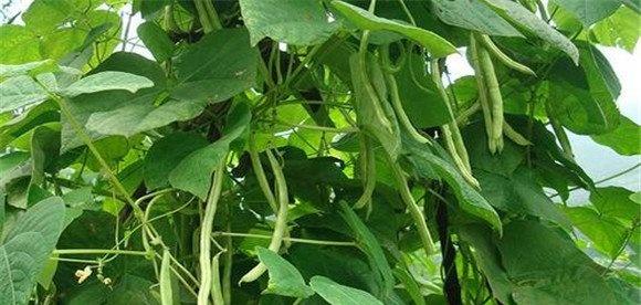 种植菜豆要选择早熟品种
