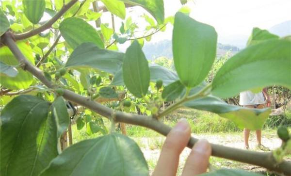 台湾青枣主要虫害金龟子的防治方法