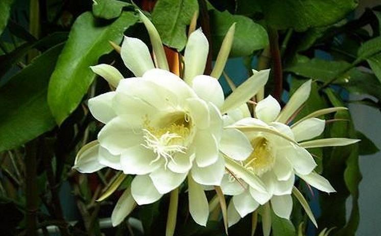 昙花养殖方法