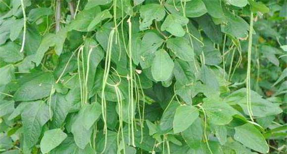 豇豆种植要重施底肥