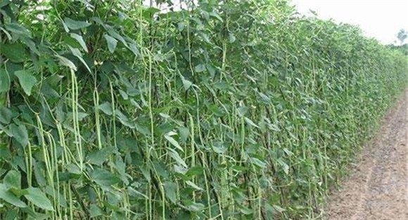 种植豇豆在肥水管理上应抓住哪些技术环节