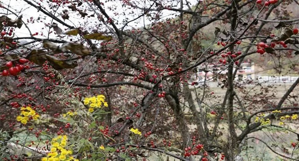 山茱萸的产地主要是哪里