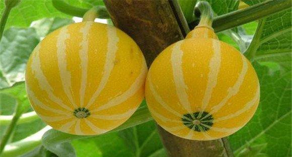种植金丝瓜需要哪些管理措施