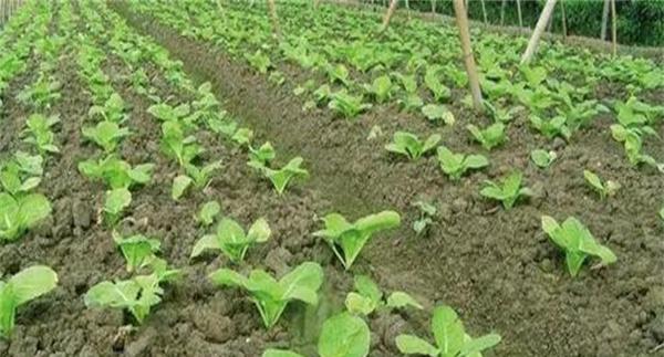 夏季大白菜高效栽培技术要点