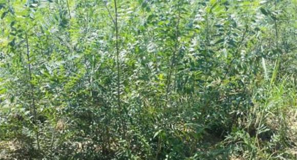 文冠果的育苗技术