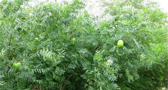 文冠果的栽植管理