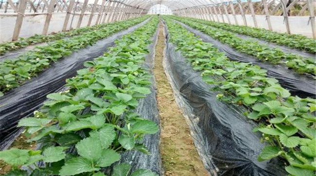 草莓花期怎样冲施磷肥