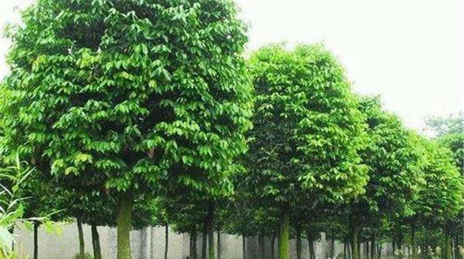 天竺桂是常绿还是落叶植物
