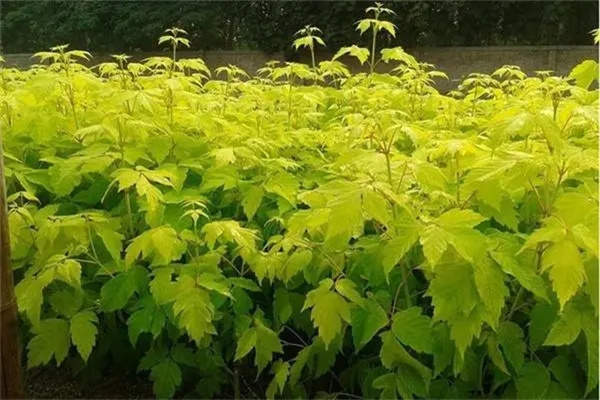 红枫如何栽培管理