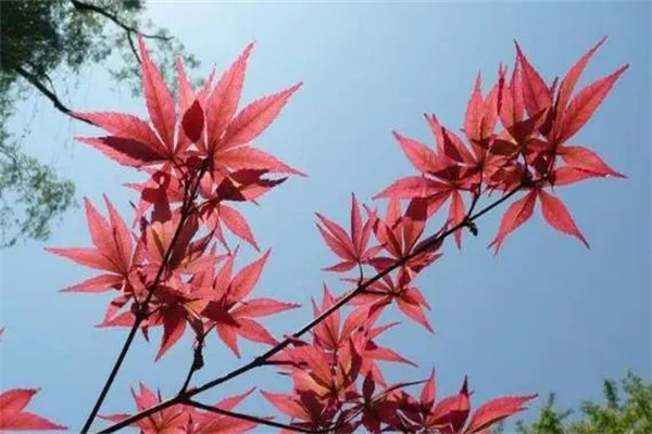 红枫叶片为什么会干枯