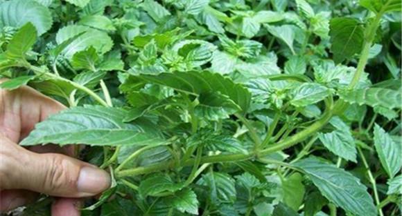 凉粉草的药性