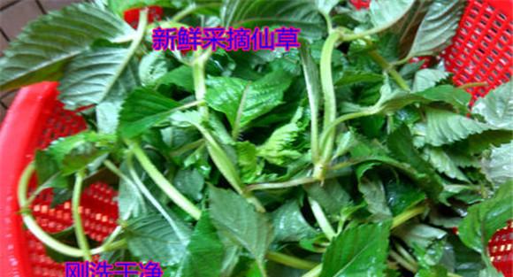 古人对凉粉草的相关论述
