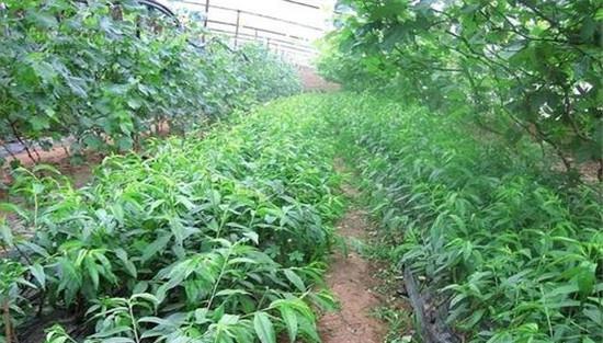 桃树幼树施肥